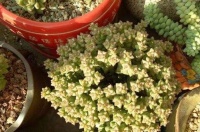 养多肉怎样才能快速爆盆？