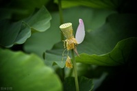 初冬：愿你心中有暖阳，梦里有花香