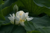 陌上寒烟起，指间流年过，愿你被世界，温柔以待