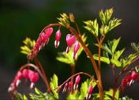 一种不一样的牡丹花，盆栽皮实好养，年年春季挂满粉色“小荷包”