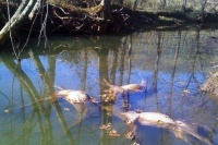 男子野外河边发现三具漂浮尸体，打捞上来后，让人无法淡定