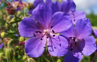 人生也就是一种态度，心静也就自然天地宽