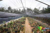 【决胜全面小康】江西宜丰：盆景触“网”销路畅　“变废为宝”助增收