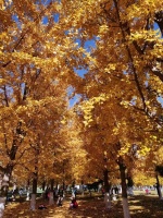 西部明珠贵宾卡|烟台西部明珠|“梵高”的油画-深秋