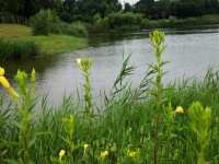 饭棚里传出的嘿嘿笑（童年往事）