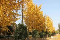 谭昌华：《五律·庚子银杏赋》