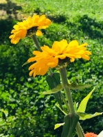 你感恩生活，生活将赐予你灿烂阳光；你怨天尤人，最终可能一无所有