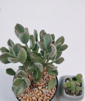 多肉“熊童子”长新肉！一只只圆润饱满的“小熊爪子”！