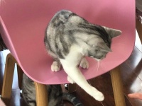 一直喂流浪猫是积德吗