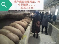 忠华盛世金牧粮草人的“社会价值观”