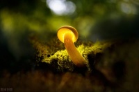 人情如纸张薄，人心狠如狼（好文）