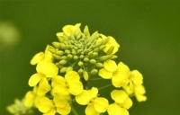 俗语：“女人菜籽命，好坏都靠碰”，啥意思？道出女子命运的心酸