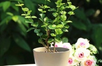 茉莉花冬季要“心狠手辣”，否则冬季养不好，春季开花少