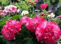 天竺葵冬季不开花？做好3个“小动作”，不断冒花苞，开成大花球