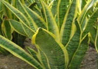 养好虎皮兰，一天一点“黑渣”不能少，新芽一钻就10个，盆盆爆