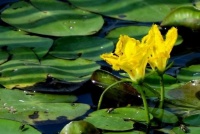 知道荇菜吗，在年末涨涨知识赶紧来看看吧