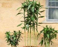 养富贵竹，用此“方法”，养2年，叶子郁郁葱葱，变成“富贵树”