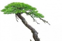 养山松别再不知道咋浇水好了，这个《养护指南》，让盆景健康旺盛