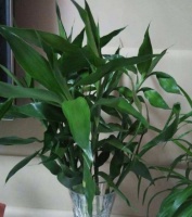 养富贵竹，谨记这“5不要”，才根多叶绿！难怪我家的总发黄