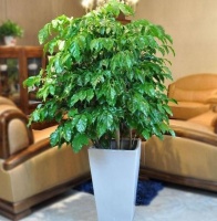 在家养花死亡多该怎么办？新手入坑选此4种，再不用求人涨知识