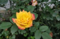 家里这东西越多，就越有福气，看看你家有没有