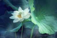 流年无恙，时光如初，愿世间所有美好，都恰逢其时