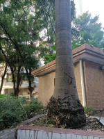 历史论文，删删改改又决定把它搬上来