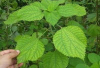 漫山遍野的野草，很多人打来喂猪，殊不知它是“植物界的软黄金”