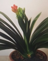 书笔记《冰心散文集》里的一篇散文《话说君子兰》