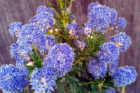 一种灌木比绣球花量大，不调色都能开出蓝色花，关键是耐寒