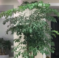 养幸福树，只需3个“小动作”，枝干粗叶片亮，寓意幸福安康