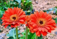 “男怕耳煽风，女怕鼻露孔”，4种阴险小人面相，遇到了要防着点