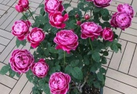 它叫洋牡丹、花毛茛，一次种植可多年赏花，适宜南北方新手盆栽