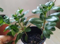 春天养花可播种长春花，撒到土里7天就发芽，花开地五颜六色