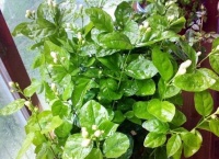 养护茉莉花，3次修剪不能少，花苞长不停，关键是花期特别长