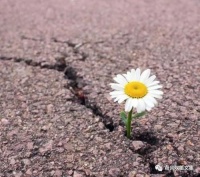 童诗二首 文/代哲军