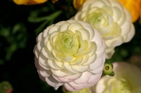 爱上花毛茛，爱上它那张牡丹模样的脸