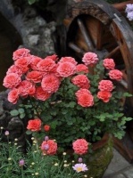 养月季必入坑的品种，入坑后她爱月季成痴！