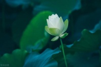 静守流年，以待花开，时光浓淡相宜，人心远近相安