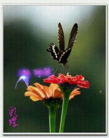 上联：蝶恋香花花赏脸，下联？