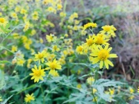 一个童年的布书包