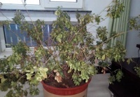 家里养这花，不能乱换盆，掌握几个要点，才能顺利成活！