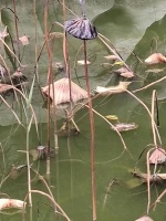 若有若无话人生  人生三恨