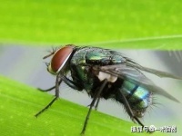 那些和昆虫有关的成语和典故，涨知识了！