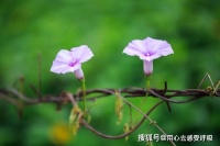 深情共白首，不负好时光