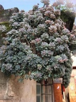 此款美人多肉，皮实又好养，遇水疯长易爆盆，没人管的房顶上都是