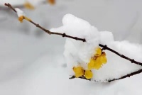 七律•冬来郊外觅春行