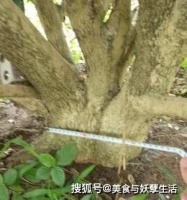 这一外国入侵物种，如今已遍布全国，身上有一稀罕物，一斤上百元