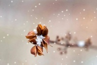 朗诵：愿你走过岁月变迁，归来仍是少年