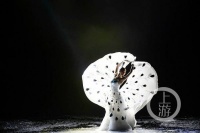 杨丽萍来重庆了，还带来了一场大型原生态舞剧《云南映象》